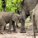 ZMB EAS SouthLuangwa 2016DEC09 KapaniLodge 041 : 2016, 2016 - African Adventures, Africa, Date, December, Eastern, Kapani Lodge, Mfuwe, Month, Places, South Luanga, Trips, Year, Zambia